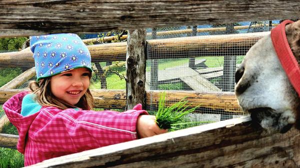 Am liebsten mag es das Pony natürlich, wenn man ihm frisches Gras vor die Schnauze hält.