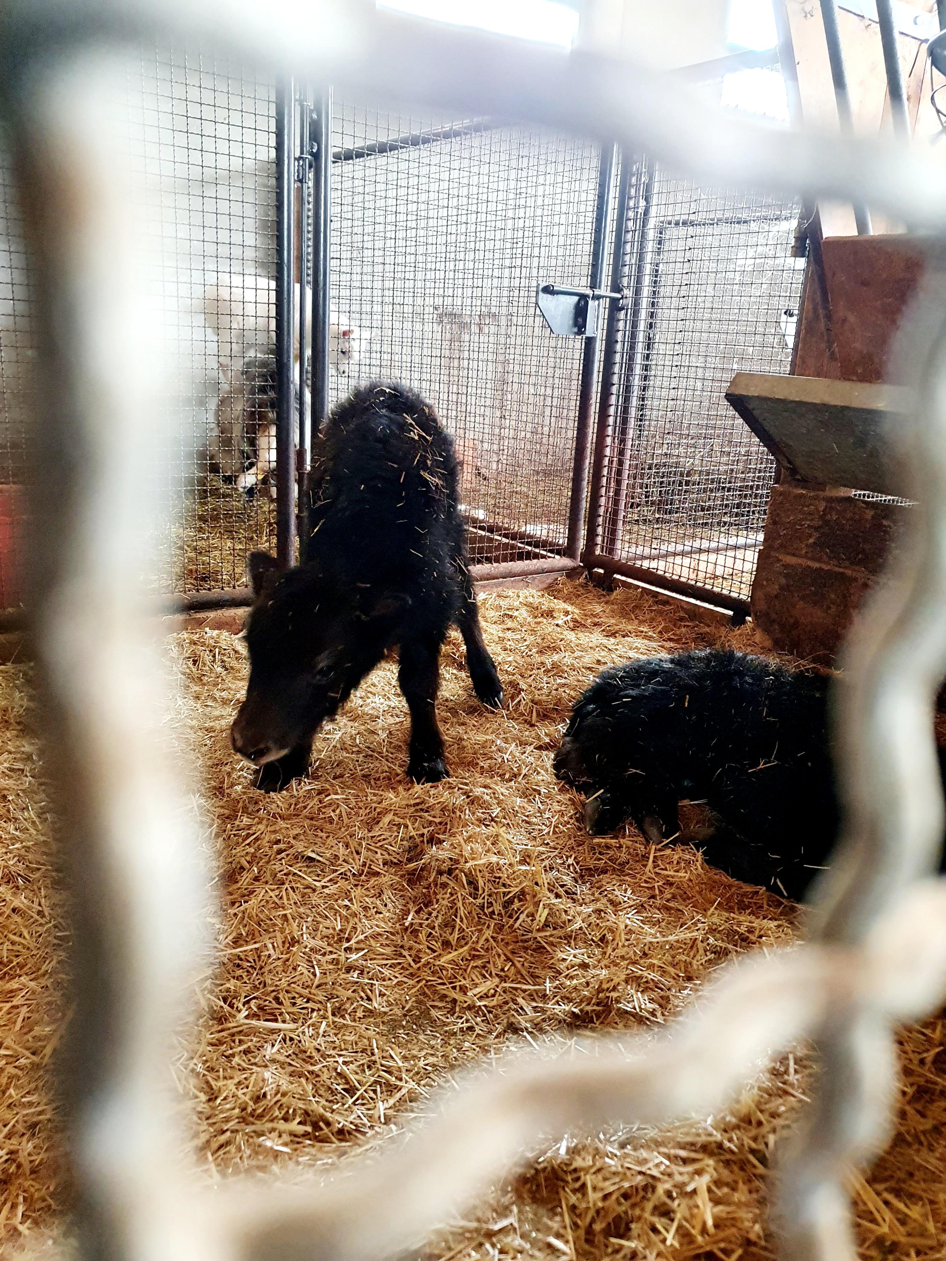 Das Yak hat zwei Kälbchen bekommen, noch ganz schwach üben sie ihre ersten Schritte.