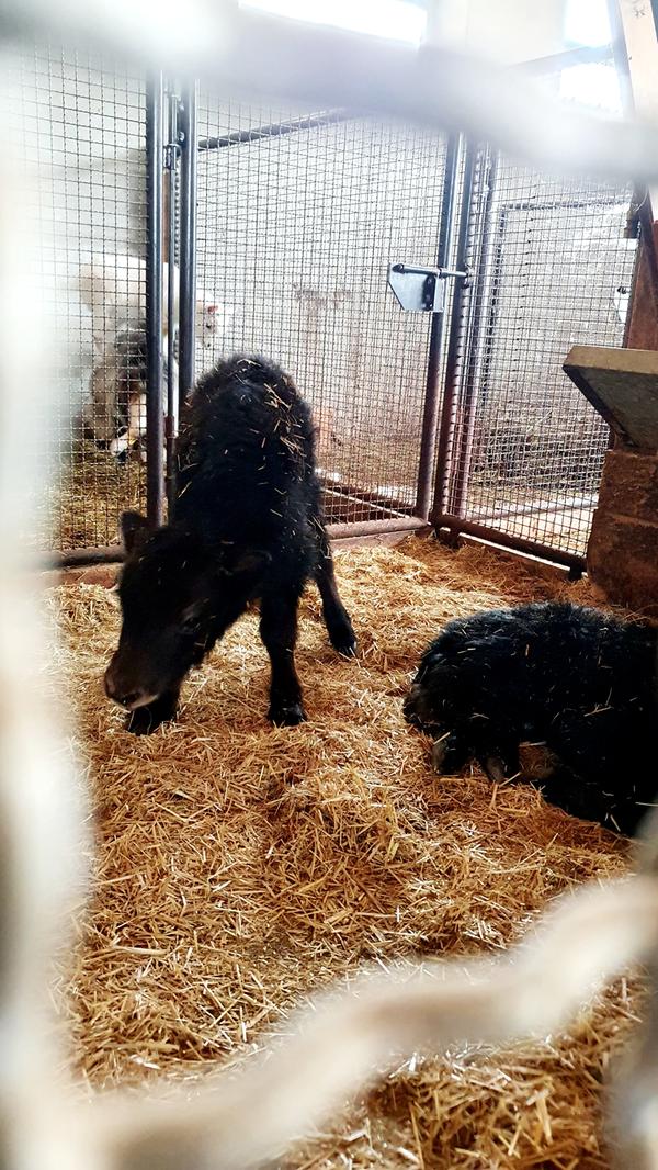 Das Yak hat zwei Kälbchen bekommen, noch ganz schwach üben sie ihre ersten Schritte.