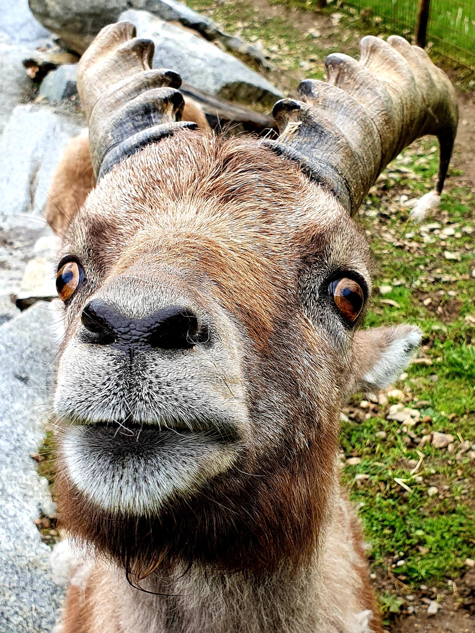 Der Steinbock auf dem Reierhof beäugt neugierig die Besucher.