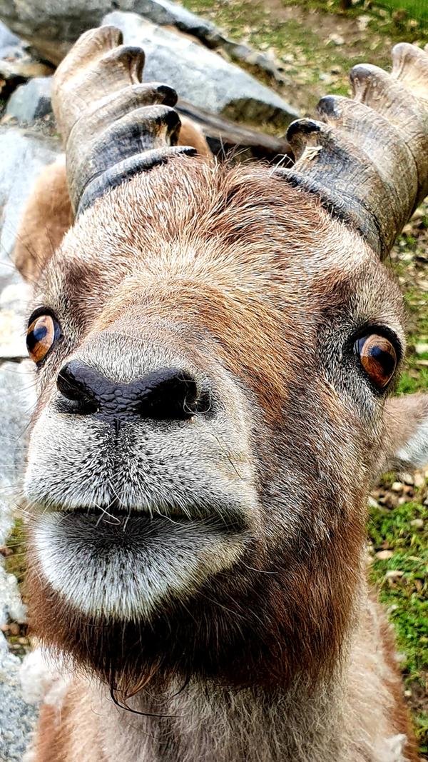 Der Steinbock auf dem Reierhof beäugt neugierig die Besucher.