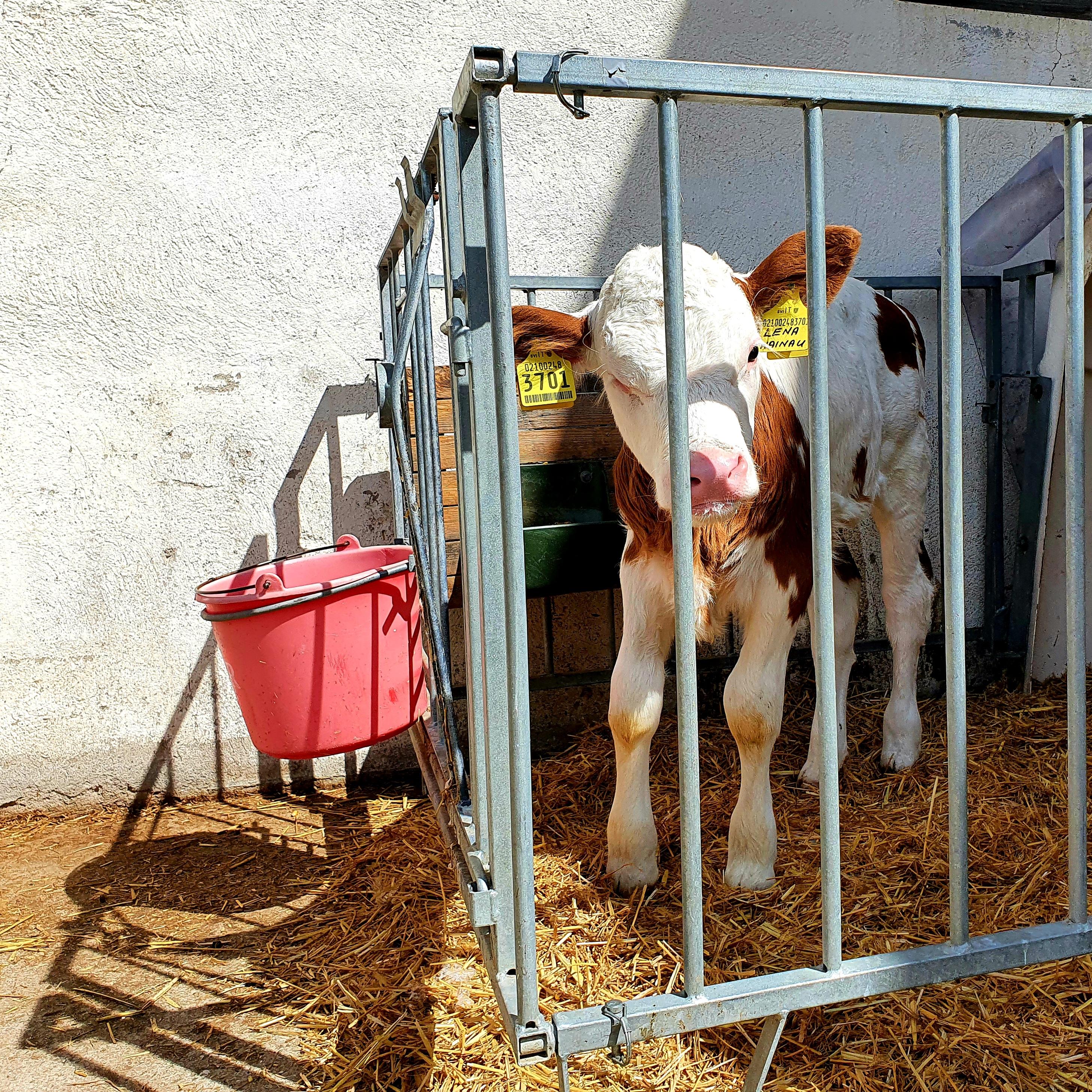 Der Höhenweg im Gsieser Tal führt an diesem Bauernhof mit jungen Kälbern vorbei.