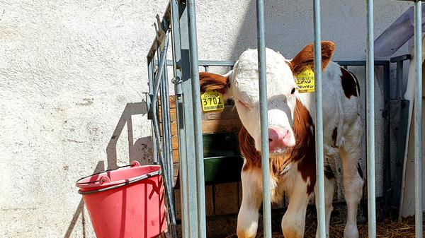 Der Höhenweg im Gsieser Tal führt an diesem Bauernhof mit jungen Kälbern vorbei.