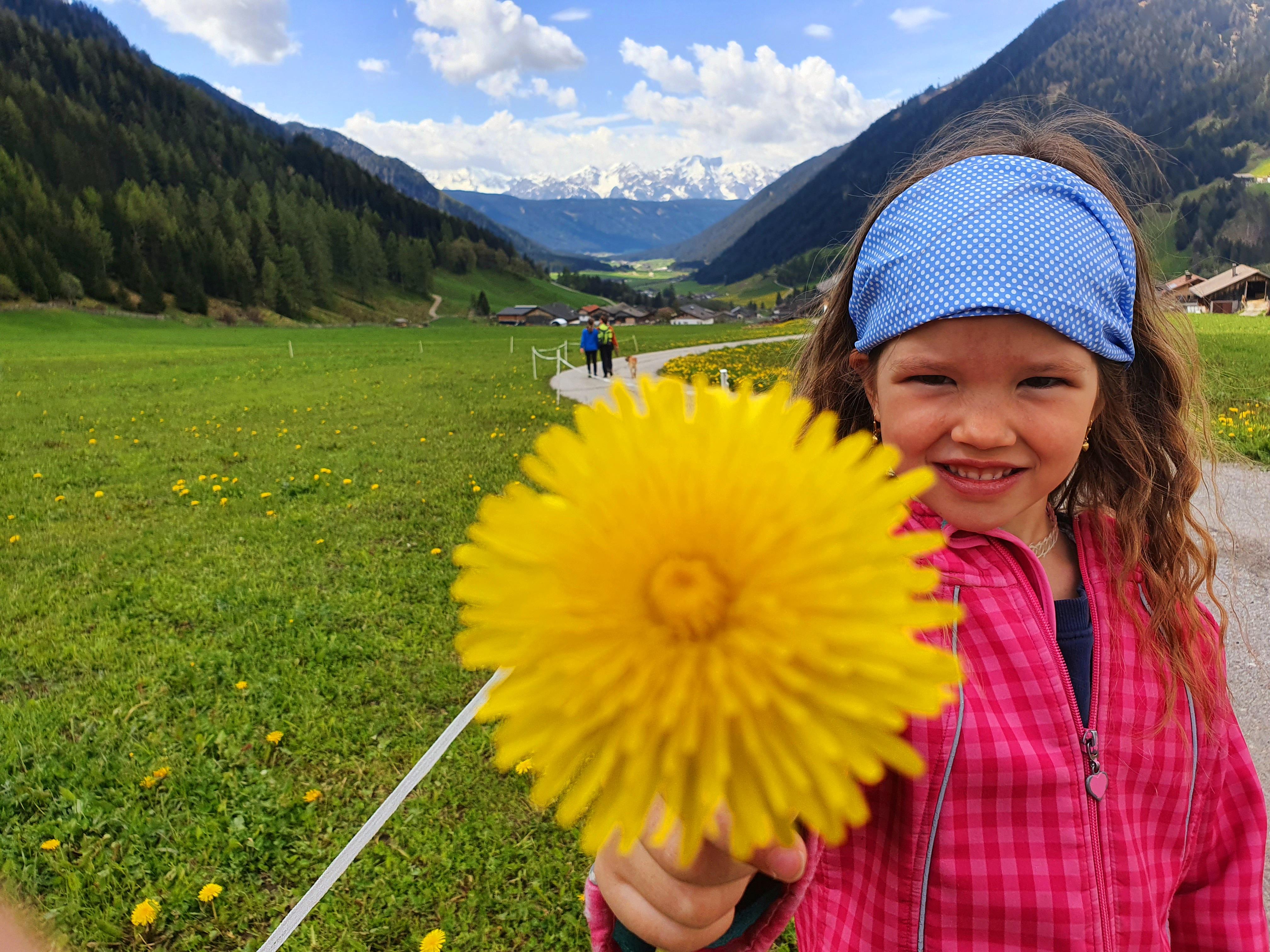 Die Wiesen am Talblickweg im Gsieser Tal sind voller Löwenzahnblüten.