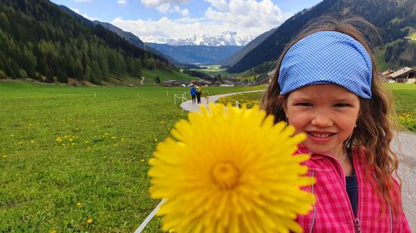 Die Wiesen am Talblickweg im Gsieser Tal sind voller Löwenzahnblüten.