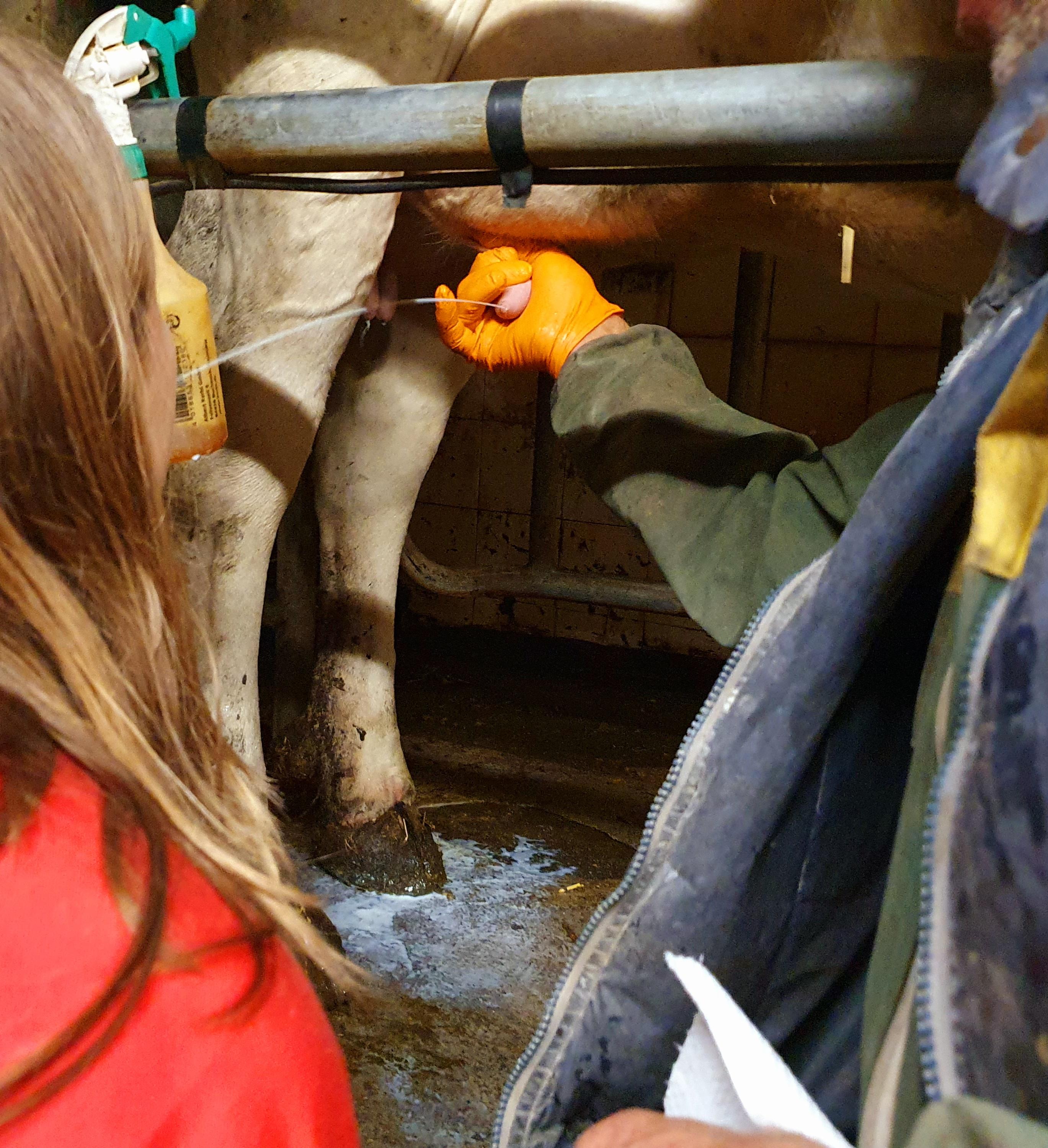 Dabei dürfen sie die Milch schon mal direkt aus dem Euter probieren.