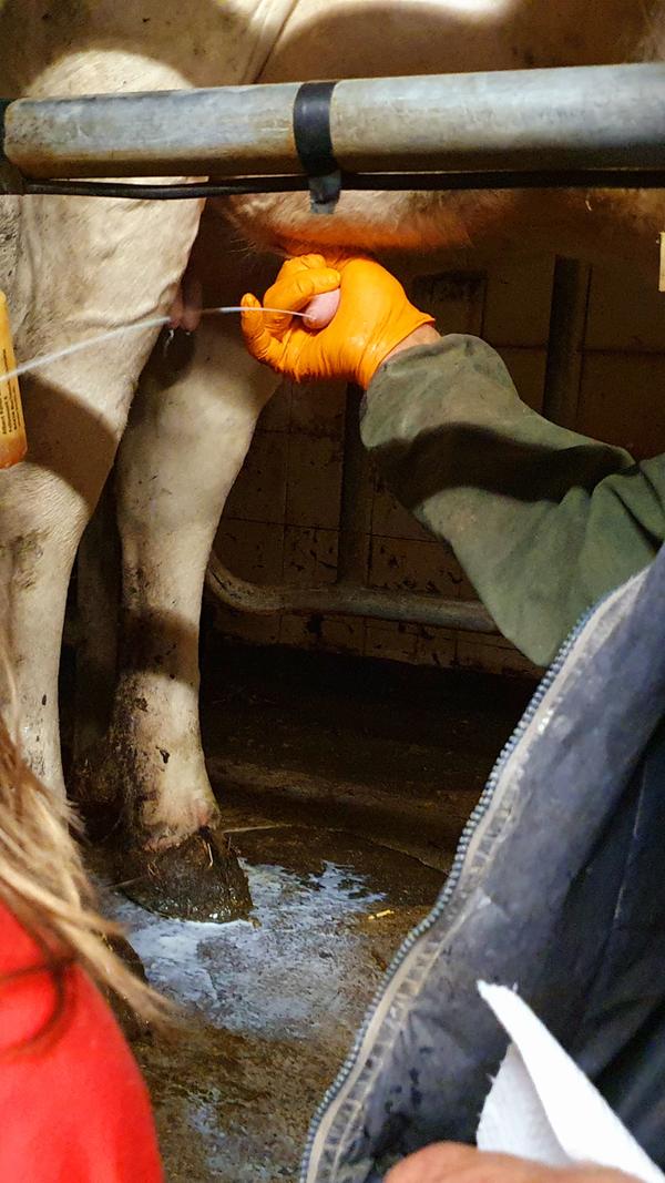 Dabei dürfen sie die Milch schon mal direkt aus dem Euter probieren.