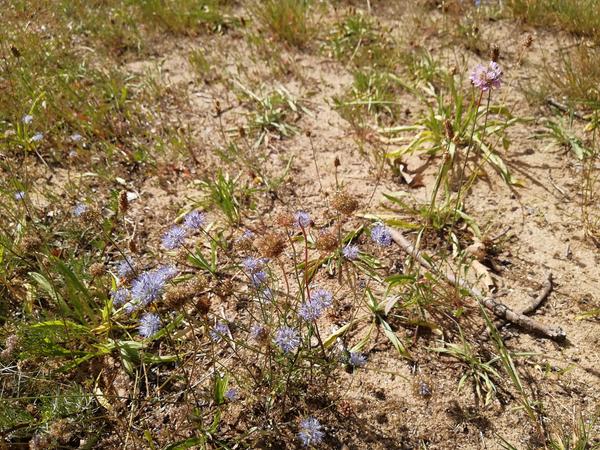 Erlanger Sandmagerrasen: Schutzgebiet oder Liegewiese?