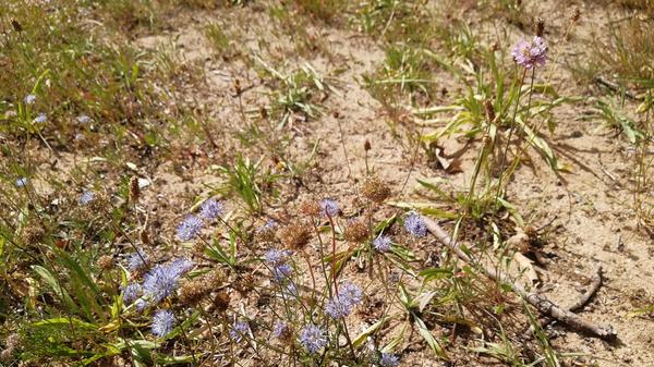 Bergsandglöckchen 3.jpg