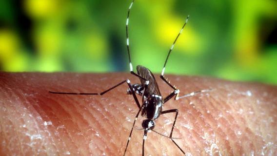 Die asiatische Tigermücke ist eine eingewanderte Art. Sie kann gefährliche Viruserkrankungen wie Dengue-Fieber und Chikungunya übertragen.