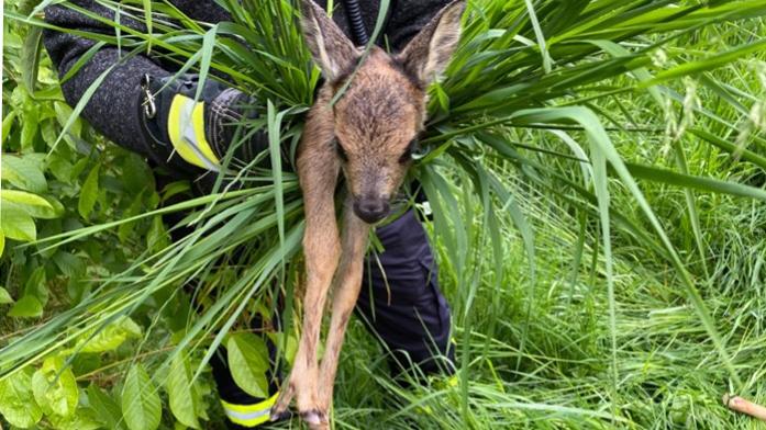 Wenn im Frühsommer das Mähen der Wiesen ansteht, sind viele freiwillige Helfer unterwegs, um die Rehkitze aus dem hohen Gras zu retten. Doch in seltenen Fällen treffen sie auf besonders uneinsichtige Landwirte.