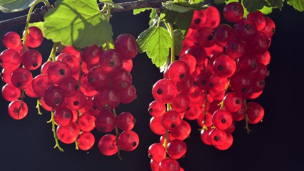 Johannisbeeren enthalten neben viel Wasser Vitamin C und E sowie Magnesium, Kalzium und Kalium. Herausragend ist der Gehalt an Vitamin C. Das gilt besonders für die schwarzen Johannisbeeren.