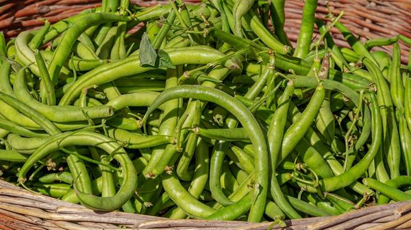 Grüne Bohnen sind wie alle Hülsenfrüchte eine gute Quelle für pflanzliches Eiweiß und Ballaststoffe. Außerdem stecken in ihr Vitamin B2, Vitamin B6, Vitamin B7 und Beta-Carotin. Mineralstoffe sind vor allem Kalium, Kalzium und Magnesium in nennenswerten Mengen enthalten.