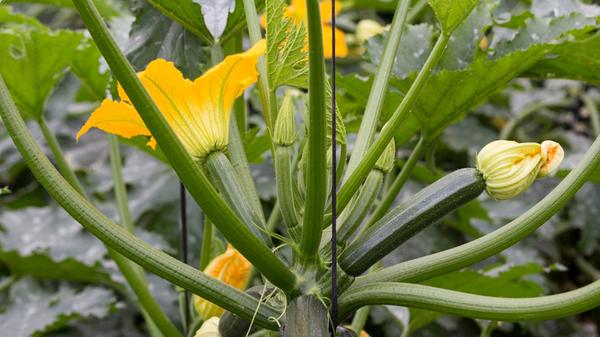 Besonders wertvoll macht die Zucchini ihr Gehalt an Kalzium, Magnesium, Eisen, B-Vitaminen, Vitamin A (Provitamin A) und Vitamin C. Zucchini haben sehr wenig Kalorien und sind somit ein leichter, aber vitamin- und mineralstoffreicher Bestandteil der Gemüseküche.