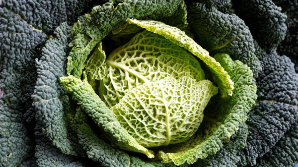 Die Kohlsorte ist wegen seines hohen Wasseranteils kalorienarm und liefert gleichzeitig viele Nährstoffe wie Vitamin C und E sowie pflanzliches Eiweiß. Daneben enthält Wirsing sekundäre Pflanzenstoffe.