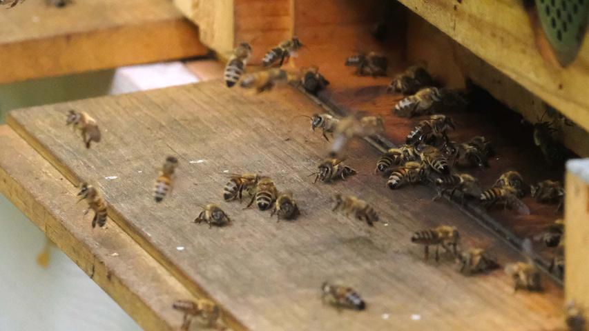 Den Bienen fehlt die Sonne: Honigernte im Jahr 2021 mager