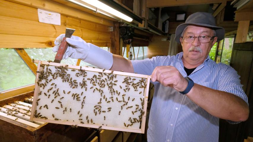 Den Bienen fehlt die Sonne: Honigernte im Jahr 2021 mager