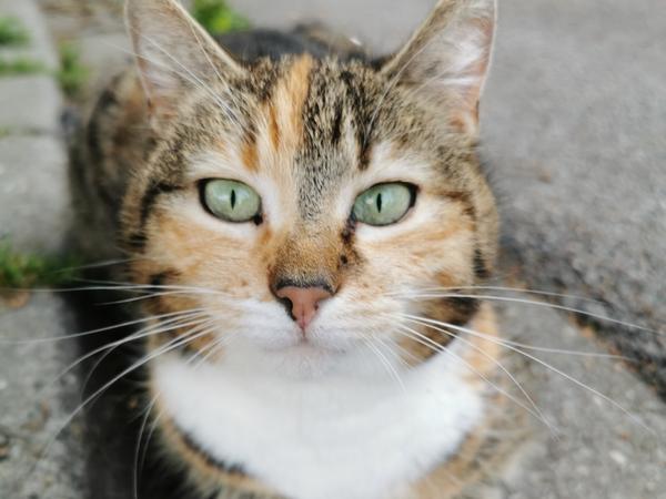 EM-Katze Miezi aus Roth. Sie tippt nur die Deutschland-Spiele - für die anderen bleibt zwischen Mäusejagd und 16 Stunden Schlaf am Tag einfach nicht genug Zeit.
EM-Katze Miezi aus Roth. Sie tippt nur die Deutschland-Spiele - für die anderen bleibt zwischen Mäusejagd und 16 Stunden Schlaf am Tag einfach nicht genug Zeit.