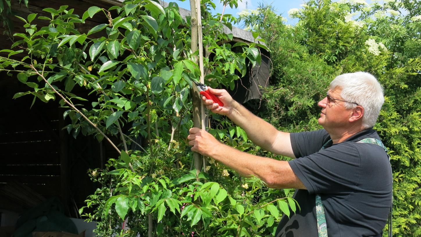 Stefan Strasser aus Kriegenbrunn, Botschafter für Natur im Garten, schneidet einen der Bienenbäume zurecht, die er verschenkt.
