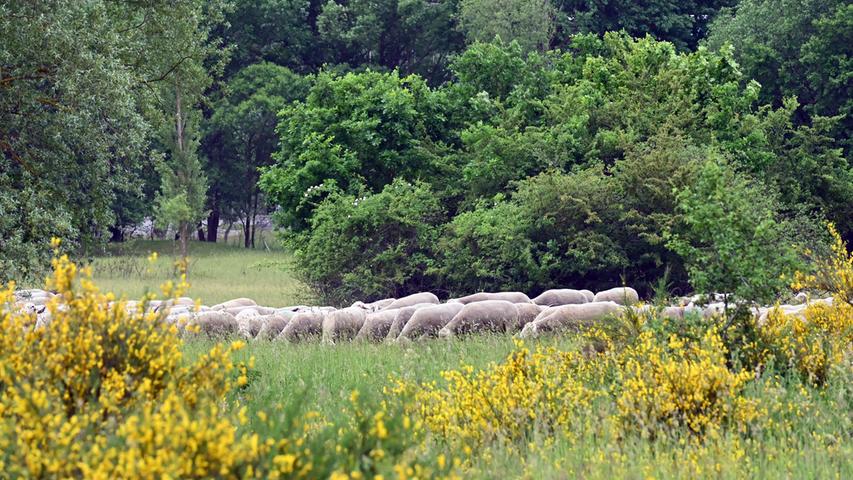 Eine Herde mit hunderten Schafen mitten in der Großstadt. Die Tiere machten im Naturschutzgebiet Exerzierplatz Station. Über die Tiere wacht die Schäferin Luisa Belz, die bei Wanderschäfer Erich Kißlinger in Heroldsberg angestellt ist.