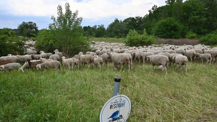 Eine Herde mit hunderten Schafen mitten in der Großstadt. Die Tiere machten im Naturschutzgebiet Exerzierplatz Station. Über die Tiere wacht die Schäferin Luisa Belz, die bei Wanderschäfer Erich Kißlinger in Heroldsberg angestellt ist.