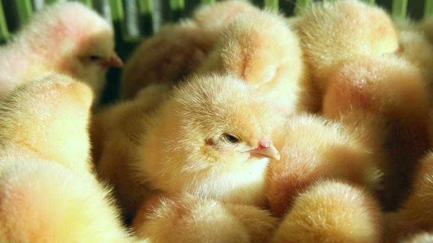 Bisher wurden männliche Hühnerküken aus wirtschaftlichen Gründen oft kurz nach dem Schlüpfen getötet. Ab 1. Januar ist diese Vorgehensweise verboten.
