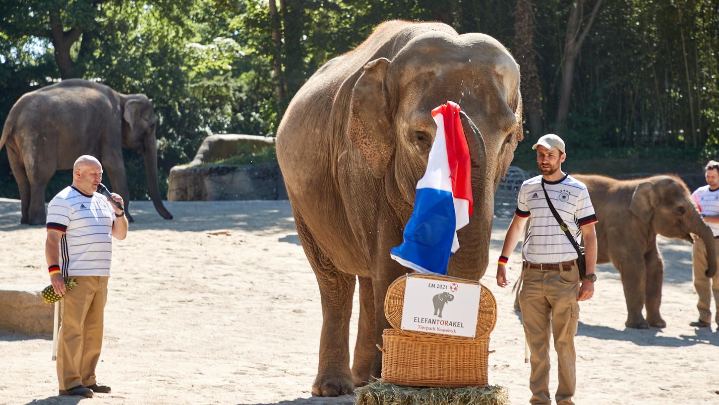 Da müssen die deutschen Fans durch: In Hagenbecks Tierpark zieht die Elefantenkuh Yashoda als Orakel für den Ausgang der Partie die französischen Trikolore aus einem Weidenkorb - ganz nach dem Geschmack der hier lebenden Franzosen.   