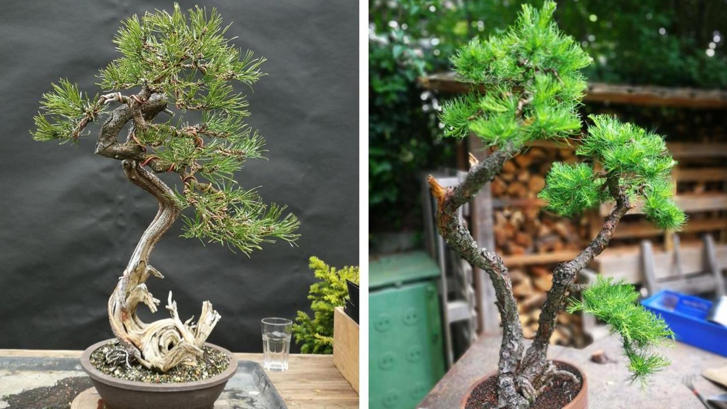 Einbrecher bauten zwei Bonsai-Bäume der Gattungen „Pinus Mugo“ (li.) mit auffälligem weißem Totholz und „Larix-Doppelholz“ (re.).