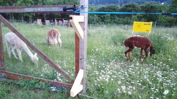 Zur Abwehr von Wölfen: Spezieller Zaun für den Wildpark Hundshaupten?