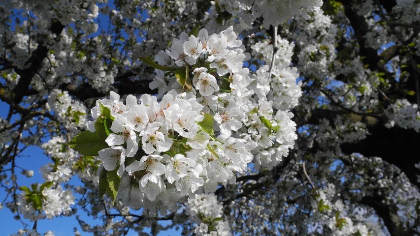 Ende April, Anfang Mai bietet die Kirschblüte einen prächtigen Anblick und lockt viele Spaziergänger nach Kalbensteinberg und in sein Umland. Lange Tradition hat das Kirschblütenfest am 1. Mai.