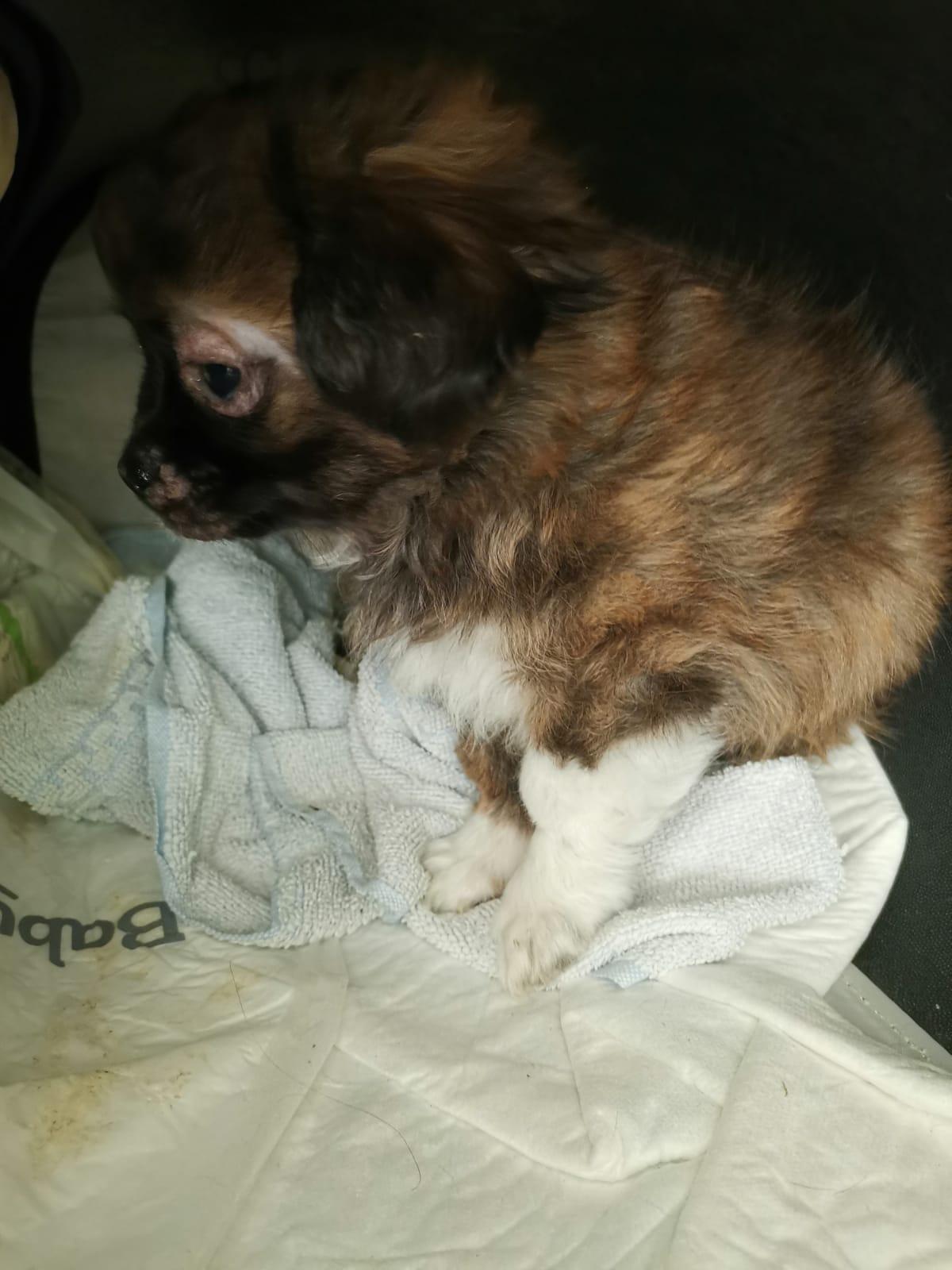 Am Samstagmittag fand eine Mitarbeiterin des Tierheims den zwölf Wochen alten Henry auf dem Parkplatz der Einrichtung.
Am Samstagmittag fand eine Mitarbeiterin des Tierheims den zwölf Wochen alten Henry auf dem Parkplatz der Einrichtung.