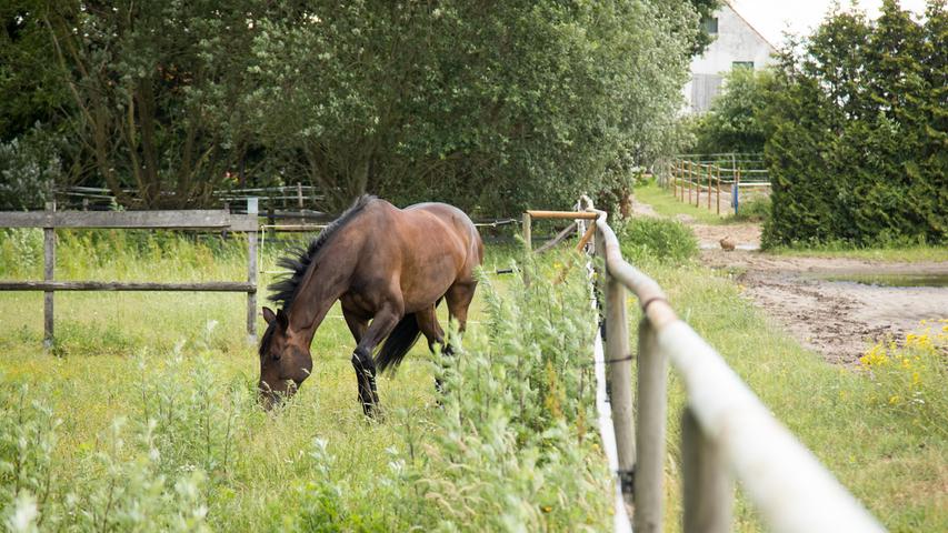 Brutaler Tierquäler unterwegs? Erneut Pferde in Franken im Genitalbereich verletzt