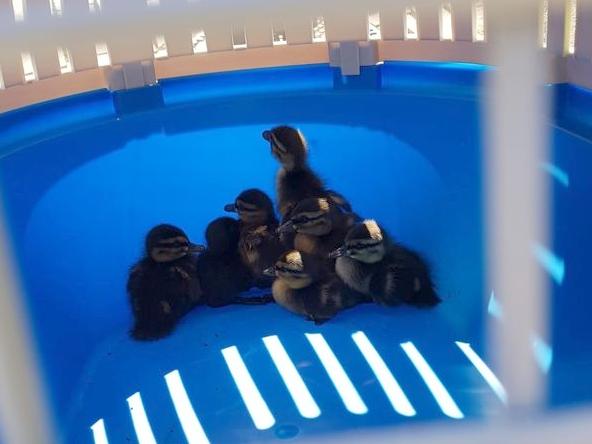 In einem Haustier-Tragebox brachten die Feuerwehrleute den Enten-Nachwuchs zurück zum Fluss. In einem Haustier-Tragebox brachten die Feuerwehrleute den Enten-Nachwuchs zurück zum Fluss.