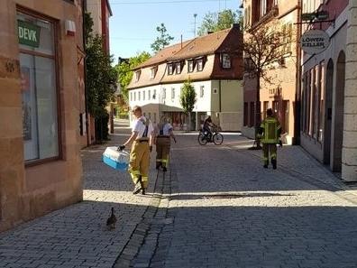 Die Enten-Mama (links unten im Bild) watschelte dem seltsamen Die Enten-Mama (links unten im Bild) watschelte dem seltsamen