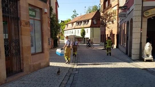 Enten Stadtmitte Roth
