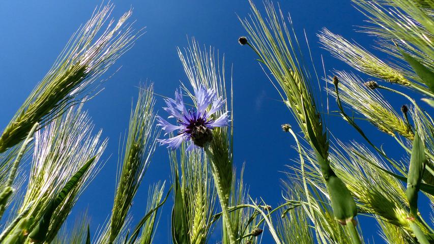 Getreide unter blauem Himmel. 