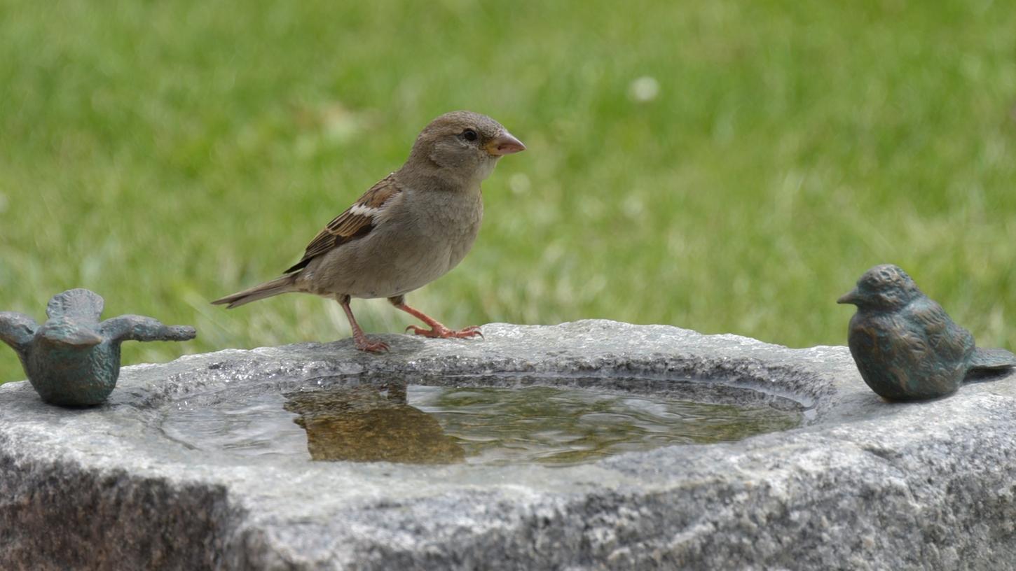 Schicke Vogelbäder wie dieses gibt es im Fach- und Gartenhandel. Eine flache Schüssel oder ein Blumentopf-Untersetzer tun es aber auch.
Schicke Vogelbäder wie dieses gibt es im Fach- und Gartenhandel. Eine flache Schüssel oder ein Blumentopf-Untersetzer tun es aber auch.