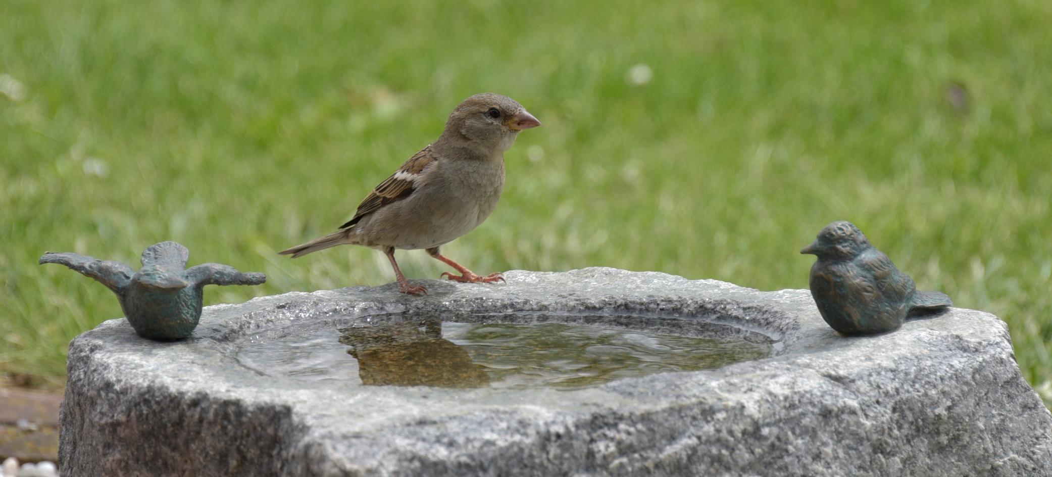 Vogeltränke im Garten So sollte die Wasserstelle aussehen