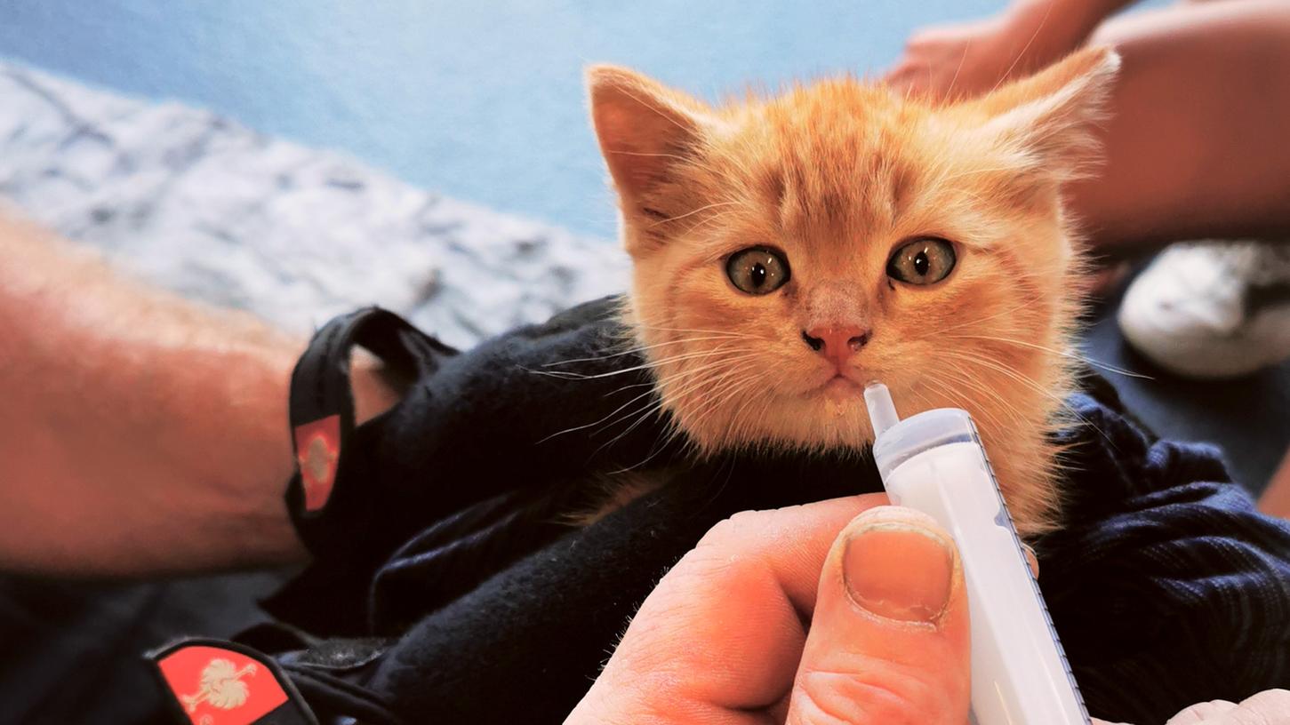 Feuerwehrleute der Freiwilligenm Feuerwehr Laufach versorgen eine junge Katze mit etwas Wasser.