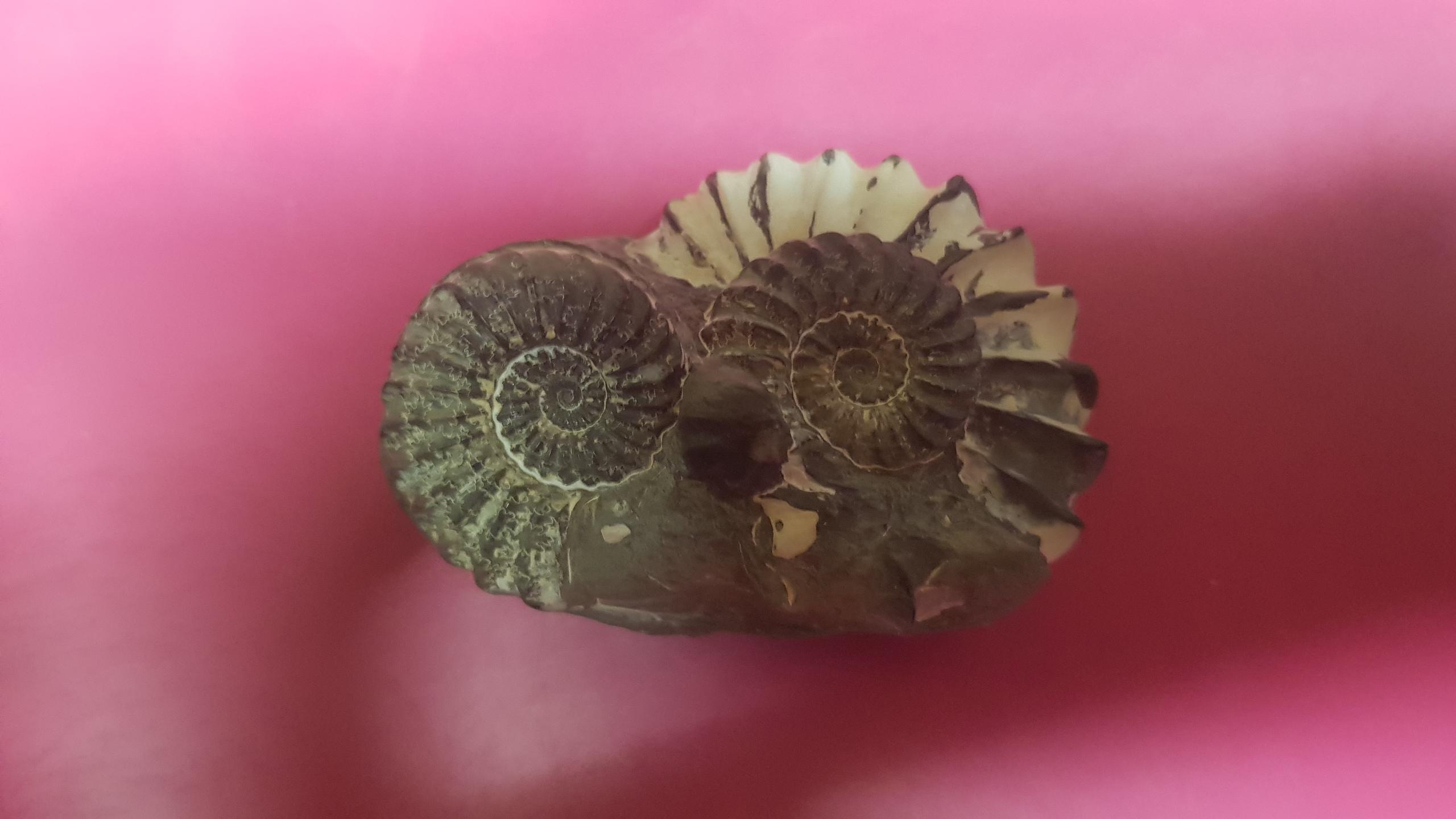 Ein Lieblingsstück: die "Eule".