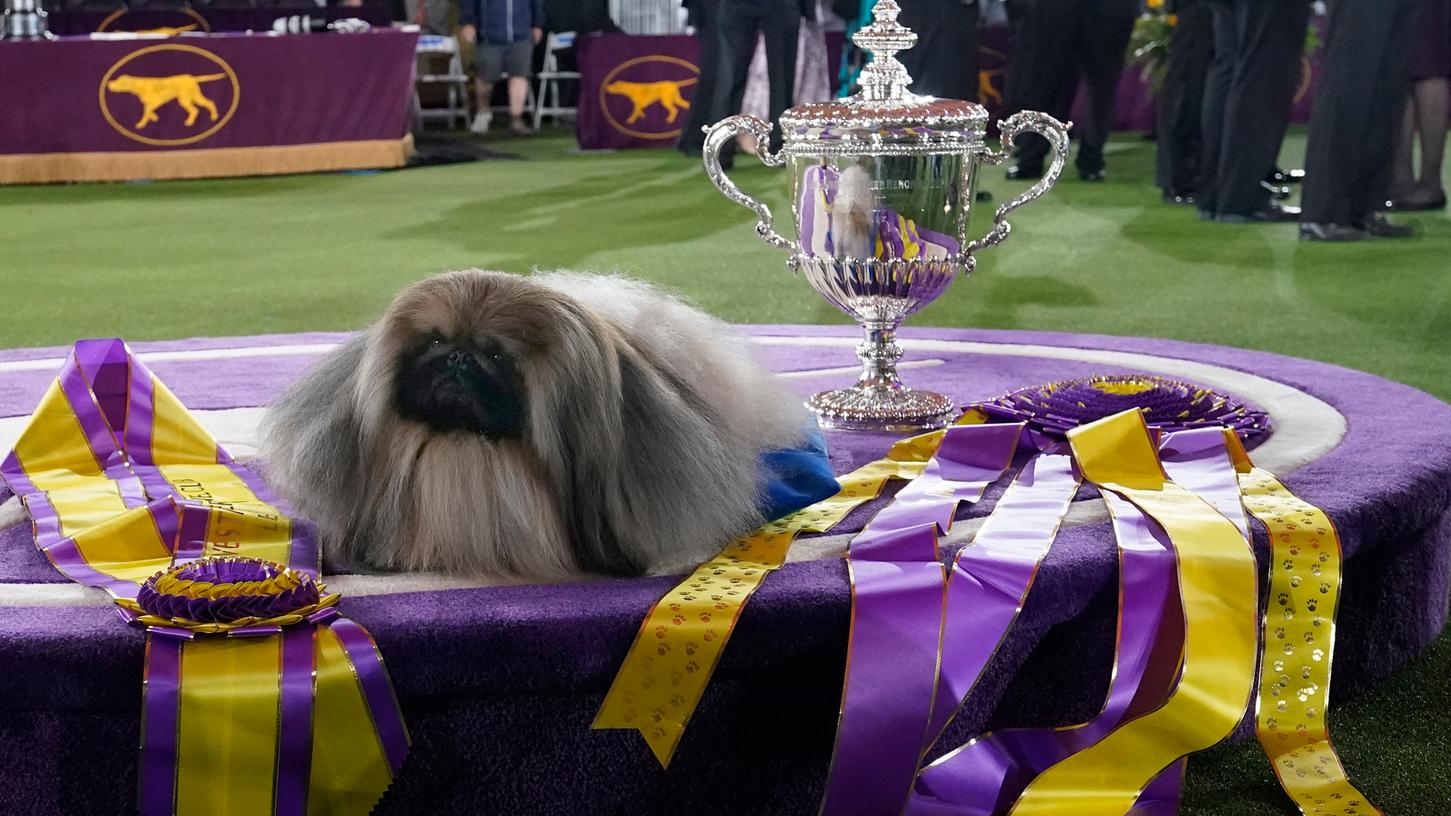 Wasabi, ein Pekinese, sitzt neben einer Trophäe bei der Preisverleihung nach der Westminster Kennel Club Hundeausstellung.