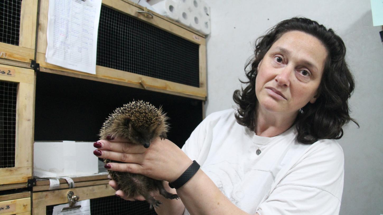Igelretterin Jana Zwanziger zeigt einen ihrer Findlinge. Häufig werden die Tiere von Rasenmähern verletzt und kommen ohne Hilfe nicht durch.
Igelretterin Jana Zwanziger zeigt einen ihrer Findlinge. Häufig werden die Tiere von Rasenmähern verletzt und kommen ohne Hilfe nicht durch.