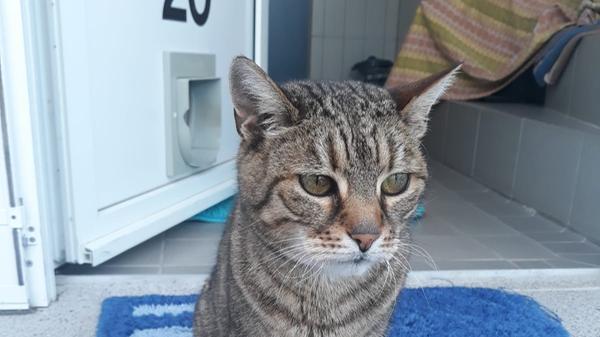 Kätzin "Anna", 11 Jahre alt, grau getigert, ist sehr verschmust und menschenbezogen - freut sich über Besuch und Streicheleinheiten. Sie musste ihr Zuhause wegen Zuwachs in der Familie verlassen. Die Angst der Eltern war wohl, dass "Anna" das Baby verletzen könnte, denn wenn die Katze sich so richtig wohlfühlt, zwickt sie etwas in die Haut, diese sogenannten Liebesbisschen, was einem Erwachsenen nicht wirklich schmerzt.