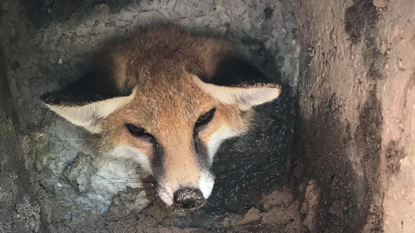 Dieses von der Tierschutzorganisation Royal Society for the Prevention of Cruelty to Animals (RSPCA) zur Verfügung gestellte Foto zeigt ein jungen Fuchs, der in einem Garten in einer Mückenfalle aus Beton festsitzt. 