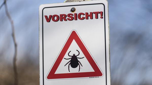 Nicht alle Zecken in Deutschland können eine Borreliose übertragen. Das Vorkommen schwankt von Ort zu Ort sehr stark. in besonders betroffenen Gebieten können knapp 40 Prozent der ausgewachsenen Zecken den Erreger weitergeben. Damit ist die Krankheit deutlich häufiger als die Frühsommer-Meningoenzephalitis (FSME), die ebenfalls von Zecken übertragen wird. Gegen die Virenerkrankung FSME kann man sich impfen lassen, gegen Borreliose nicht. Tritt die Krankheit auf, wird sie mit Antibiotika behandelt.