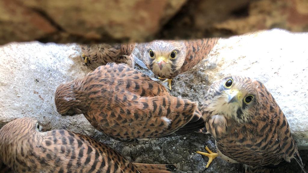 Fünf junge Turmfalken hocken in der Mauernische, die in den Dachboden des Hauses in der Schwabacher Neutorstraße führt. Von unten ist nichts zu erkennen, lediglich die Kotspuren auf dem Boden verraten, dass sich oben etwas tut.
Fünf junge Turmfalken hocken in der Mauernische, die in den Dachboden des Hauses in der Schwabacher Neutorstraße führt. Von unten ist nichts zu erkennen, lediglich die Kotspuren auf dem Boden verraten, dass sich oben etwas tut.