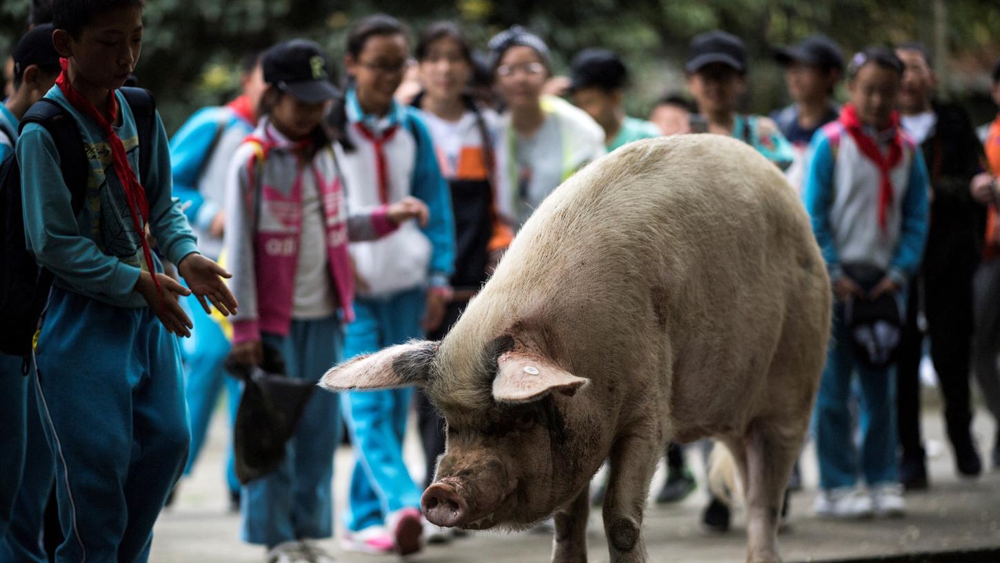 Das Schwein Zhu Jianqiang ist in China gefeiert wie ein Held. Nun ist es im Alter von 13 Jahren gestorben.