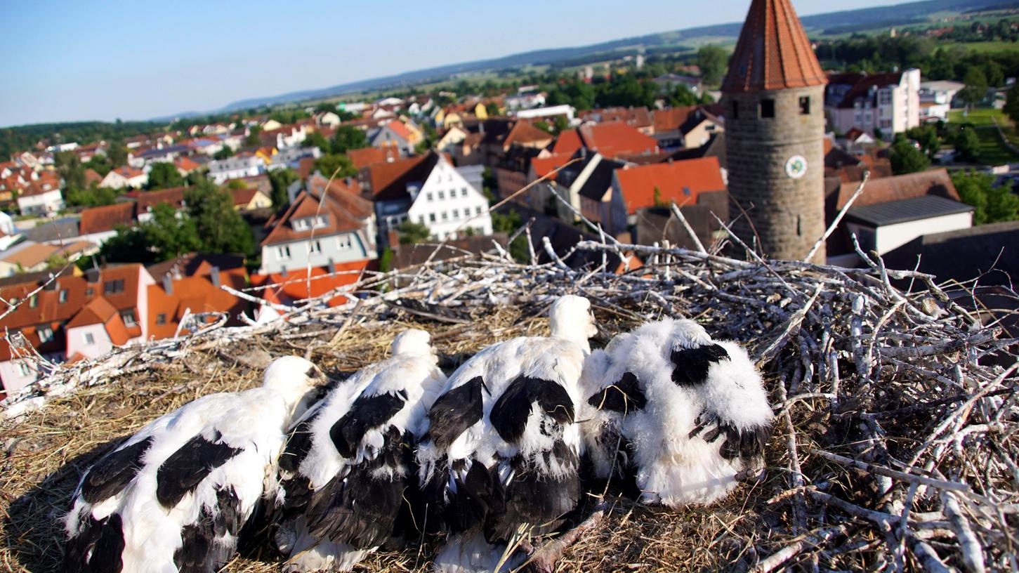 Alljährlich beringt Bernhard Langenegger die Jungstörche in der Region. Erstmals war heuer auch der neue Horst auf der Stadtkirche mit dabei. Dort fand der LBV-Mann vier Junge vor.    