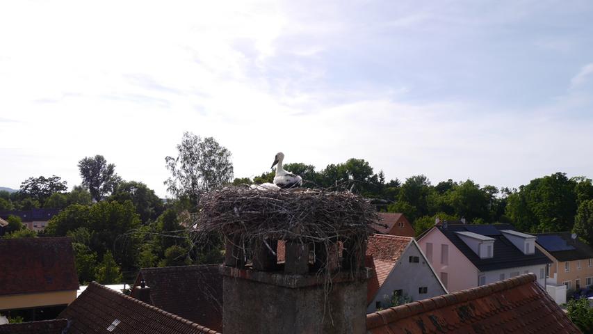 In dem Nest in der Kirchenstraße in Muhr am See wurden drei Jungstörche beringt.
