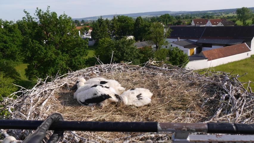Ein Storchenpaar hat seinen Horst auf einer Eiche in Schlungenhof gebaut und zieht dort aktuell drei Jungvögel groß.